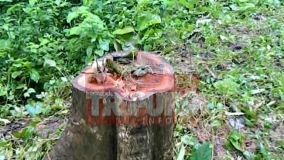 Forest Officer's role under scanner for illegal selling of woods